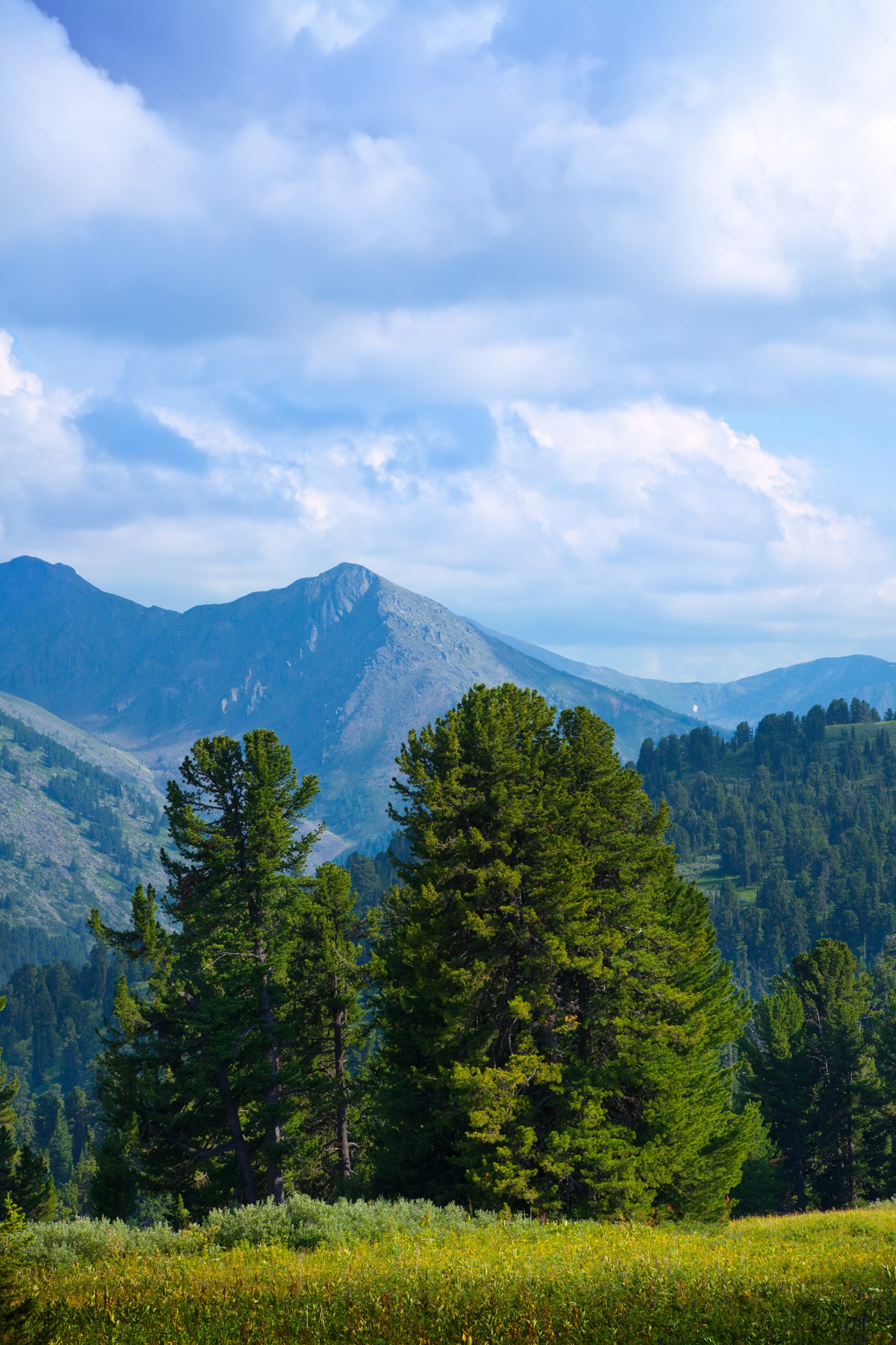 Landscape with forest mountains. Altai, Siberia